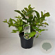 Cephalanthus occidentalis 30-40 cm 3,5L