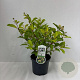Cephalanthus occidentalis 30-40 cm 3,5L
