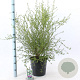 Ceanothus thyr. 'Millerton Point' 40-50 cm 10L