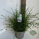Ceanothus thyr. 'Millerton Point' 40-50 cm 10L