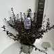 Ceanothus 'Tuxedo' 30-40 cm 5,0L