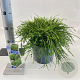 Chamaecyparis p. 'Filifera Nana' 20-25 cm 3,0L