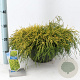 Chamaecyparis p. 'Sungold' 30-40 cm 7L