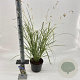 Chlorophytum saunders. 'Starlight' 40-45 cm 3,0L