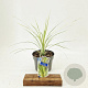 Cordyline aus. Lime Passion 30-40 cm 3,0L