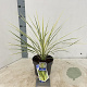 Cordyline aus. Lime Passion 30-40 cm 3,0L