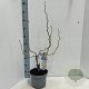 Corylus a. Medusa 60-70 cm 5,0L