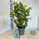 Corylus a. 'Scooter' 60-70 cm 5,0L