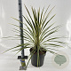 Cordyline aus. 'Torbay Dazzler' 70-80 cm 12L