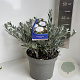 Convolvulus cneorum 25-30 cm 5,0L