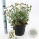 Convolvulus cneorum 25-30 cm 5,0L
