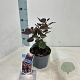 Cotinus cog. 'Royal Purple' 30-35 cm 2,0L