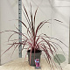 Cordyline Festival Raspberry 70-80 cm 12L
