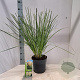Cortaderia s. 'Citaro' 50-60 cm 6,5L