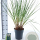 Cortaderia selloana 60-80 cm 12L