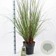Cortaderia selloana 60-80 cm 12L