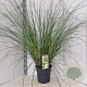 Cortaderia s. 'Evita' 140-150 cm 10L