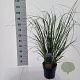 Cortaderia s. 'Pink Feather' 50-60 cm 6,5L