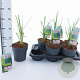 Cortaderia s. 'Pink Feather' 60-80 cm 2,0L