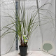Cortaderia s. 'Pumila' 50-60 cm 6,5L