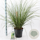 Cortaderia s. 'Pumila' 60-80 cm 12L