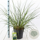 Cortaderia s. 'Pumila' 60-80 cm 12L