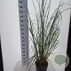 Cortaderia s. 'Pumila' 60-80 cm 12L