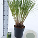 Cortaderia s. 'Pumila' 60-80 cm 12L