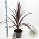 Cordyline Superstar 40-50 cm 5,0L