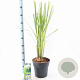 Cortaderia s. 'White Feather' 50-60 cm 5,0L