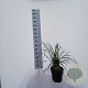 Cortaderia s. 'White Feather' 50-60 cm 5,0L