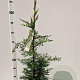 Cupressocyparis leylandii 70-80 cm 3,0L