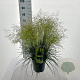 Deschampsia cesp. 'Tardiflora' 80-100 cm 12L