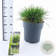 Deschampsia cesp. 'Tardiflora' 80-100 cm 12L
