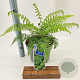 Dicksonia antarctica 30-40 cm 5,0L