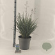Dianella revoluta Coolvista 70-80 cm 12L