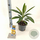 Edgeworthia chrys. 'Grandiflora' 20-25 cm 2,0L