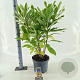 Edgeworthia chrys. 'Grandiflora' 40-50 cm 10L