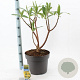 Edgeworthia chrys. 'Grandiflora' 40-50 cm 10L