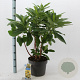 Edgeworthia chrys. 'Grandiflora' 40-50 cm 10L