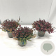 Erica carn. Winter Ladies Sarah 10 cm P10,5