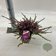 Erica darl. 'Kramer's Rote' 15-20 cm P15