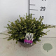 Erica darl. 'White Perfection' 15 cm 5,0L schaalvorm