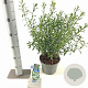 Eriostemon myoporoides 30-40 cm 3,0L