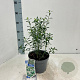 Eriostemon myoporoides 30-40 cm 3,0L