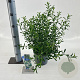 Eriostemon myoporoides 30-40 cm 3,0L