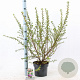 Escallonia 'Apple Blossom' 40-50 cm 5,0L