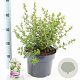 Escallonia 'Apple Blossom' 40-50 cm 5,0L