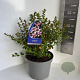 Escallonia 'Apple Blossom' 40-50 cm 5,0L