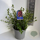 Escallonia 'C.F. Ball' 60-70 cm 5,0L